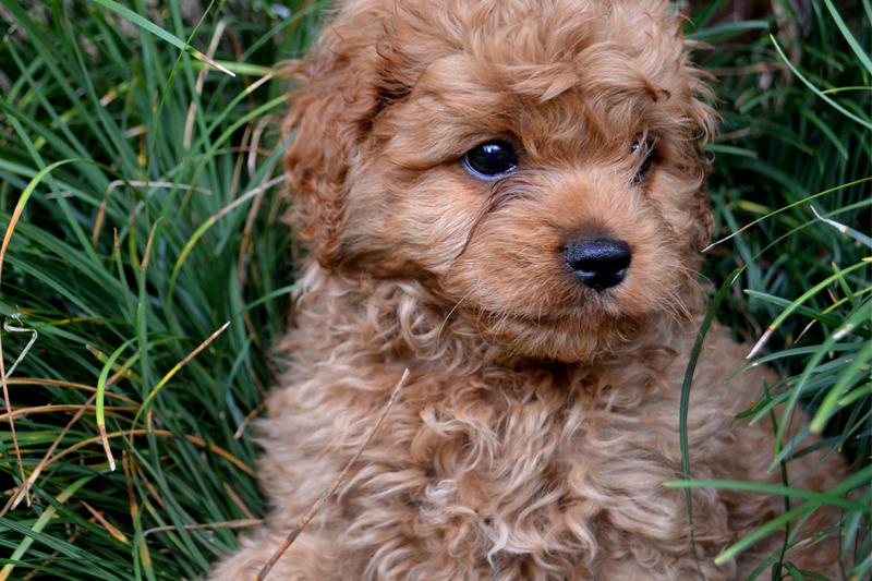 brown cavoodle in grass