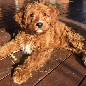 cavoodle sitting on deck