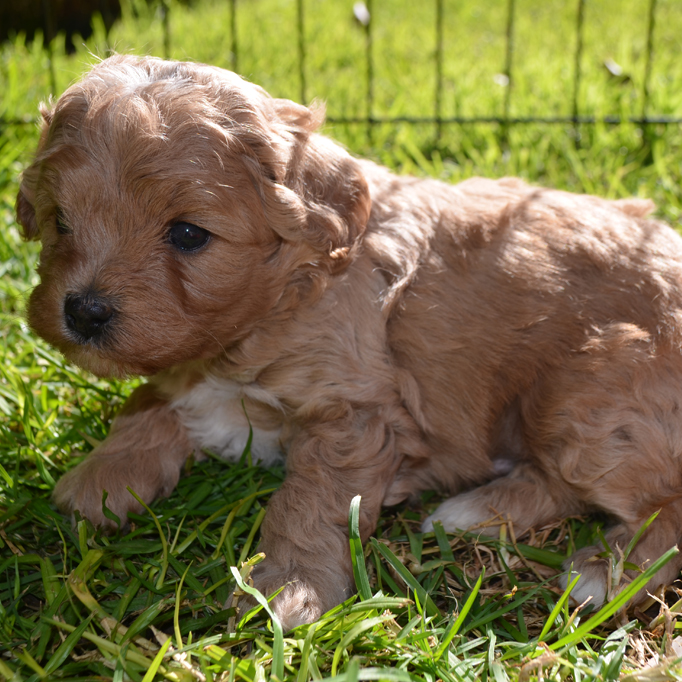 honey coloured cavoodle on grass
