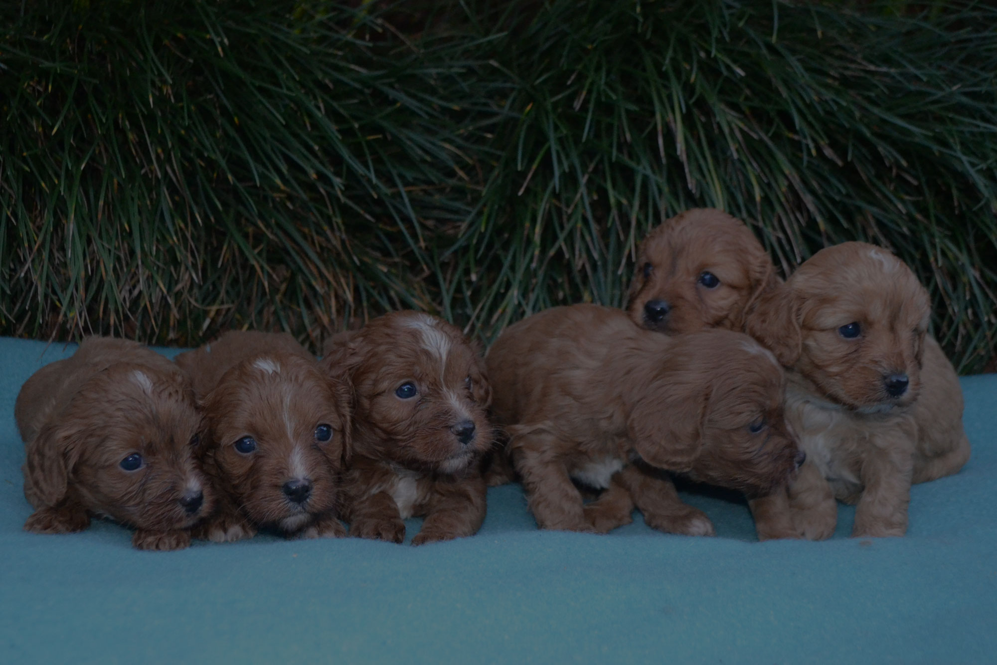 Our Puppies
