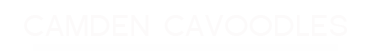 Camden Cavoodles